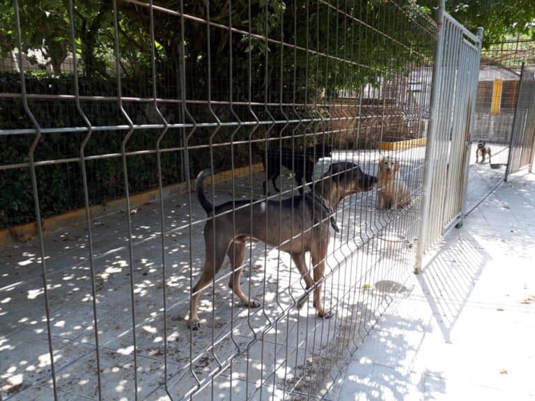 CMB estabelece parceria para acolhimento de animais de pessoas infectadas