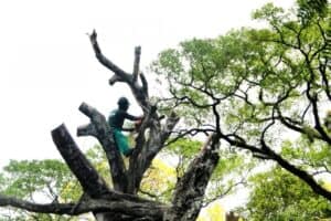 Abate de árvores leva Bloco de Esquerda a reivindicar plano arbóreo