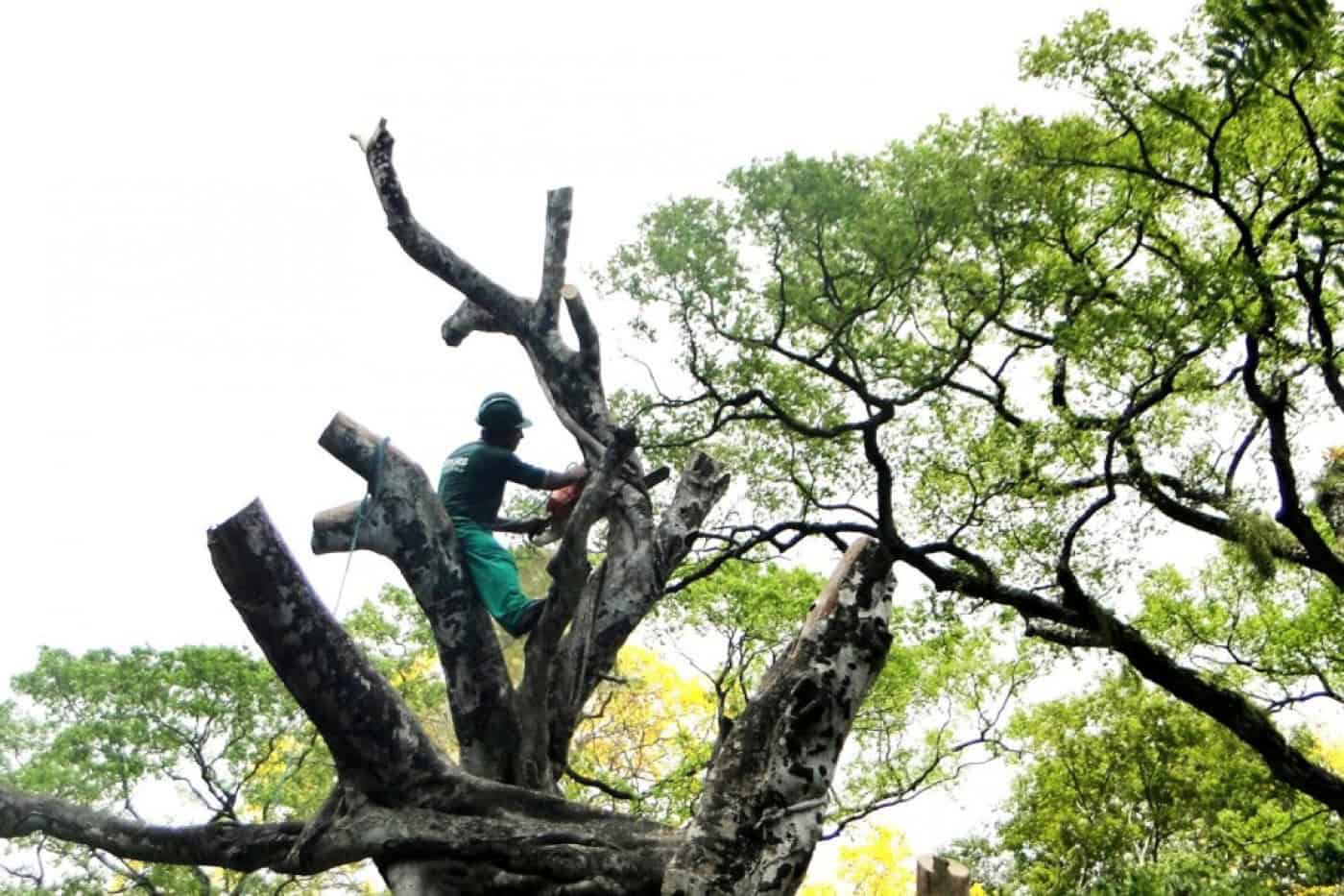 Abate de árvores leva Bloco de Esquerda a reivindicar plano arbóreo