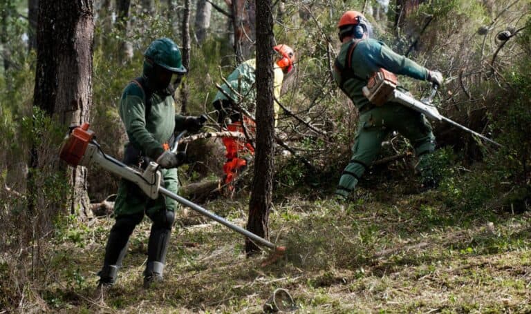 Termina hoje o prazo para a limpeza dos terrenos florestais