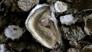 Governo disponibiliza 4 milhões de euros para apoiar aquicultores