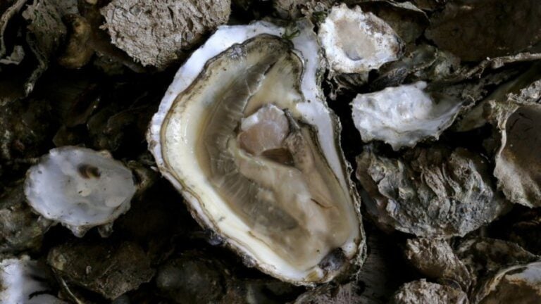 Governo disponibiliza 4 milhões de euros para apoiar aquicultores