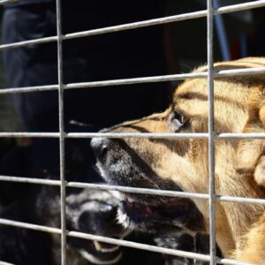 Dezenas de animais morreram carbonizados em canil de Santo Tirso