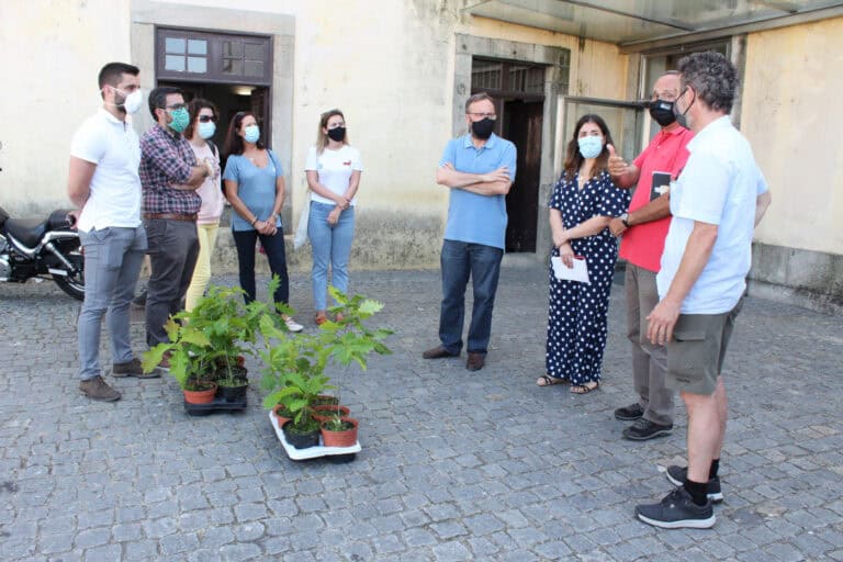 PAN entrega árvores que não se enquadram na Avenida dos Lusíadas