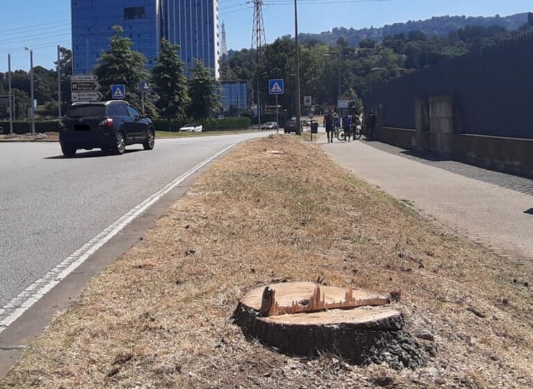 Abate de árvores. Braga Ciclável diz que CMB quer dar "murro na mesa"