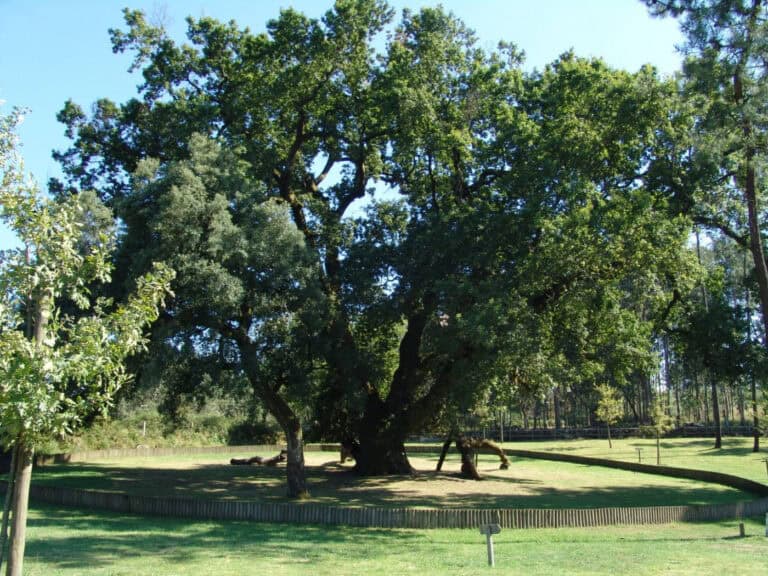 “Nos últimos 40 anos, metade das árvores de interesse público potencial desapareceram”
