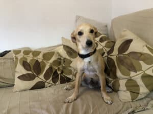 Uma epidemia chamada abandono 