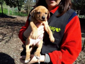 Sociedade dos Animais de Guimarães alerta para abandono regular no verão