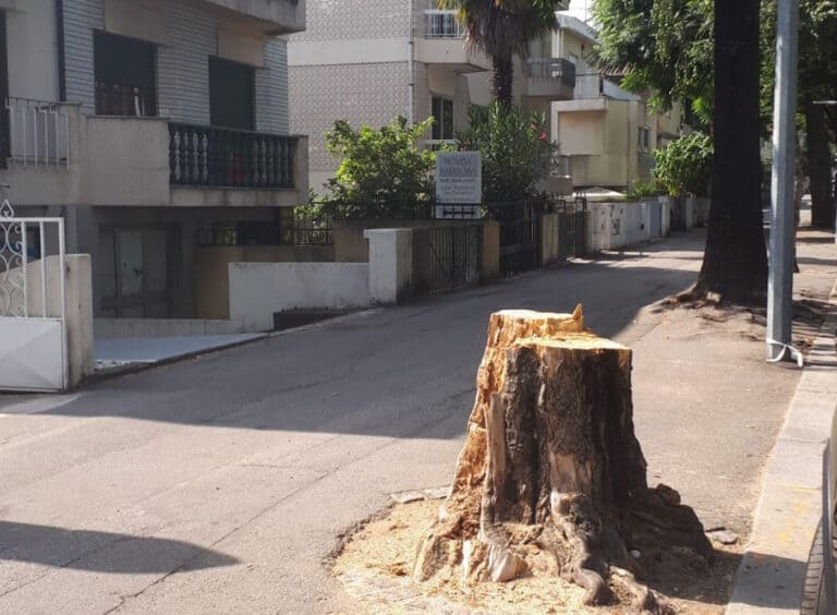 CMB sustenta abate de árvores na Av. 31 de Janeiro com estudo da UTAD