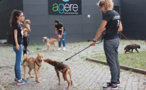 DGAV dá conta da inexistência de esterilizações no canil de Braga; Agere desmente