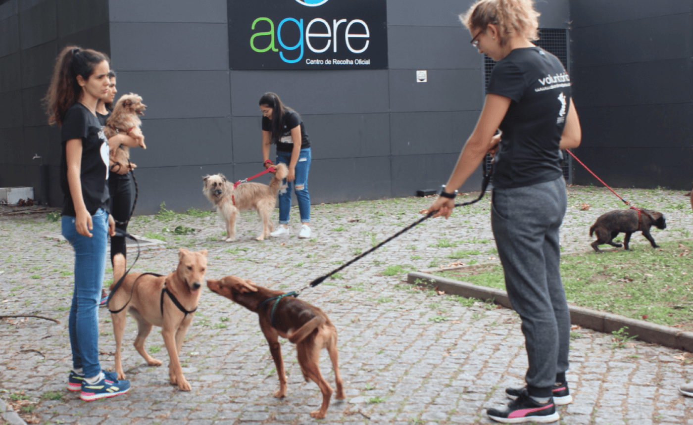 DGAV dá conta da inexistência de esterilizações no canil de Braga; Agere desmente