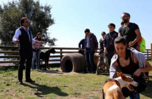 Vereador da CM Braga propõe criação de canil intermunicipal