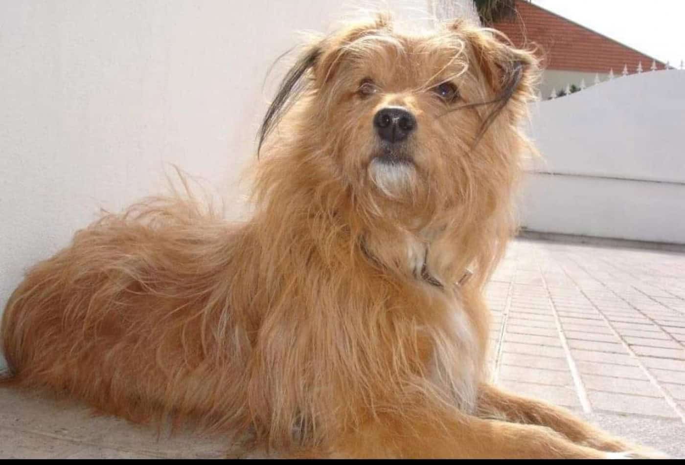 "A minha vida mudou para muito melhor desde que o Farrusco apareceu"