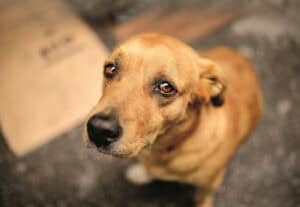 GNR registou 200 denúncias e 48 crimes de maus-tratos a animais no distrito