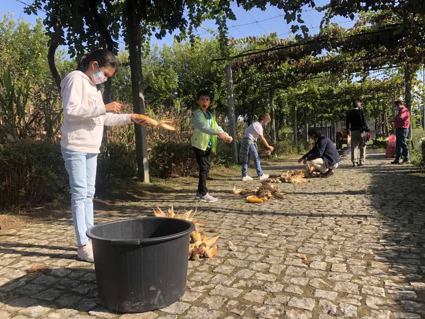 Desfolhada e vindima: as tradições que ultrapassam gerações