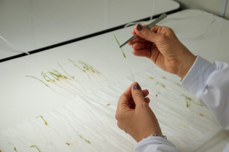 Bloco elabora projecto-lei pela defesa da variedade de sementes agrícolas