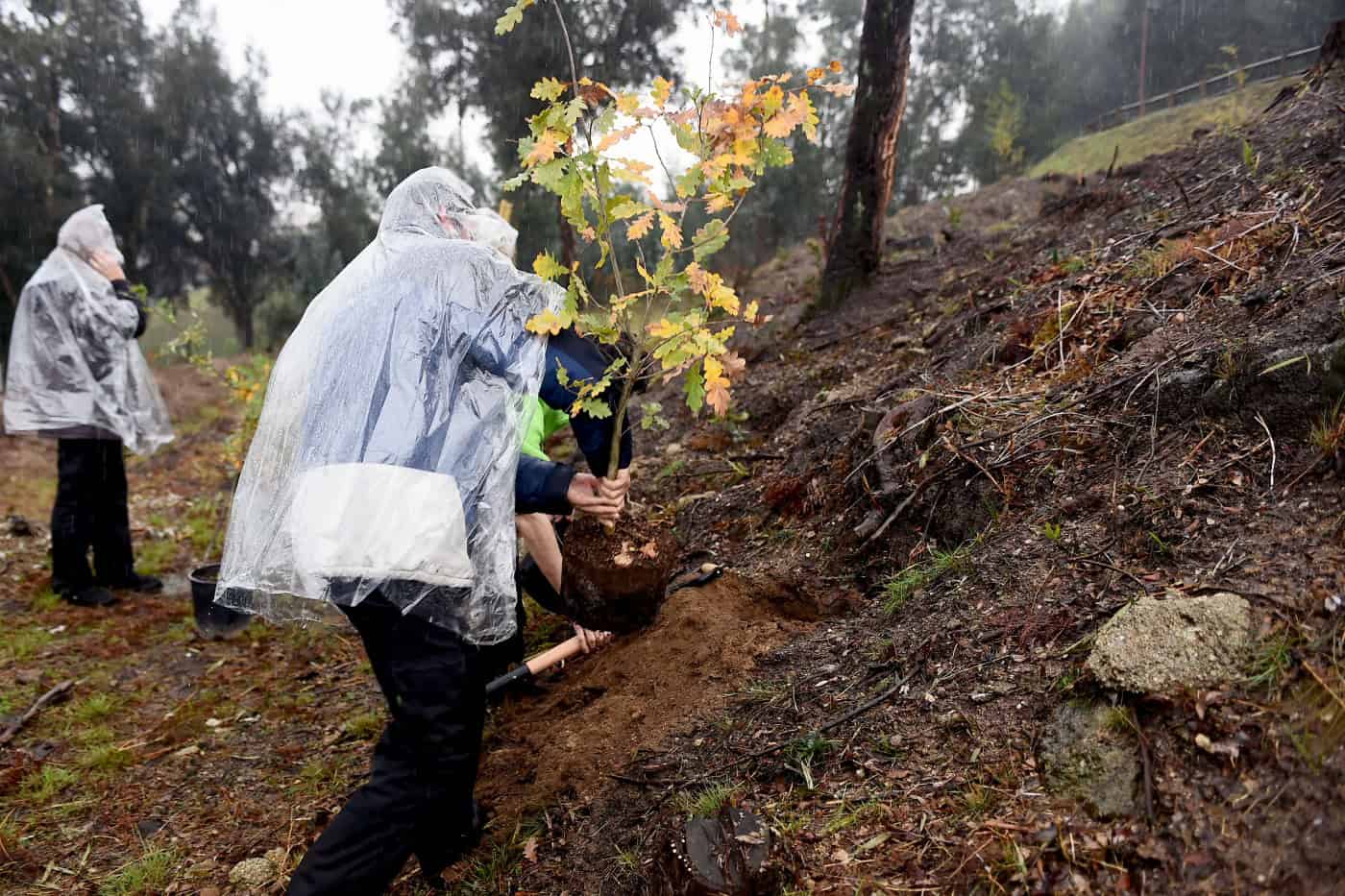 Florestar Braga já ofereceu um total de 30 mil árvores