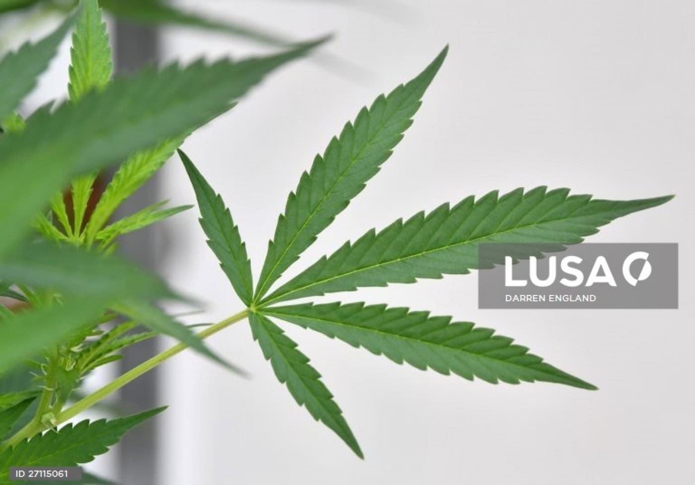 Padrões de consumo de canábis dos jovens portugueses entre os mais problemáticos da Europa