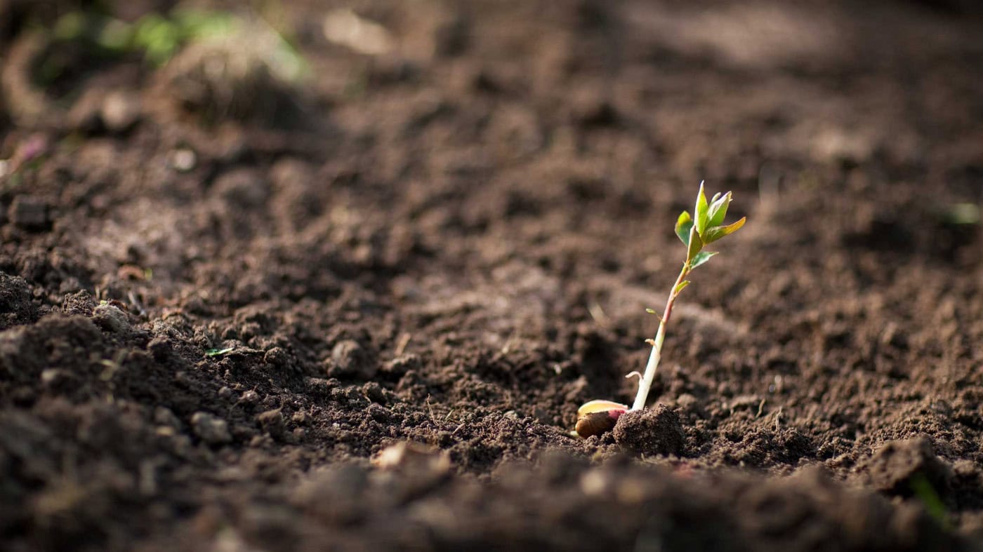 UMinhoTech desenvolve tecnologia que descontamina os solos com realidade aumentada