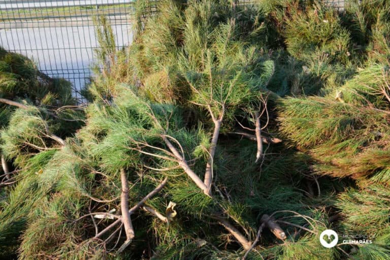 Câmara Municipal de Guimarães oferece Pinheiros de Natal