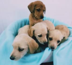 Famalicão mais do que duplica valor investido em cheques veterinários