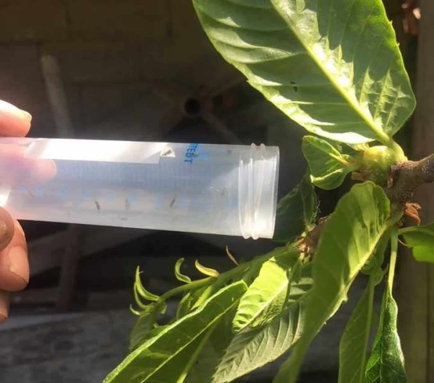 CMB apoia produtores no combate à ‘Vespa das galhas do castanheiro’