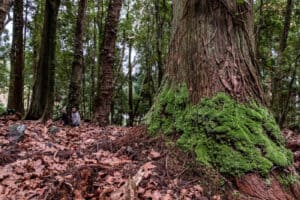 Conselho de Ministros é hoje dedicado às florestas e presidido pelo Presidente da República