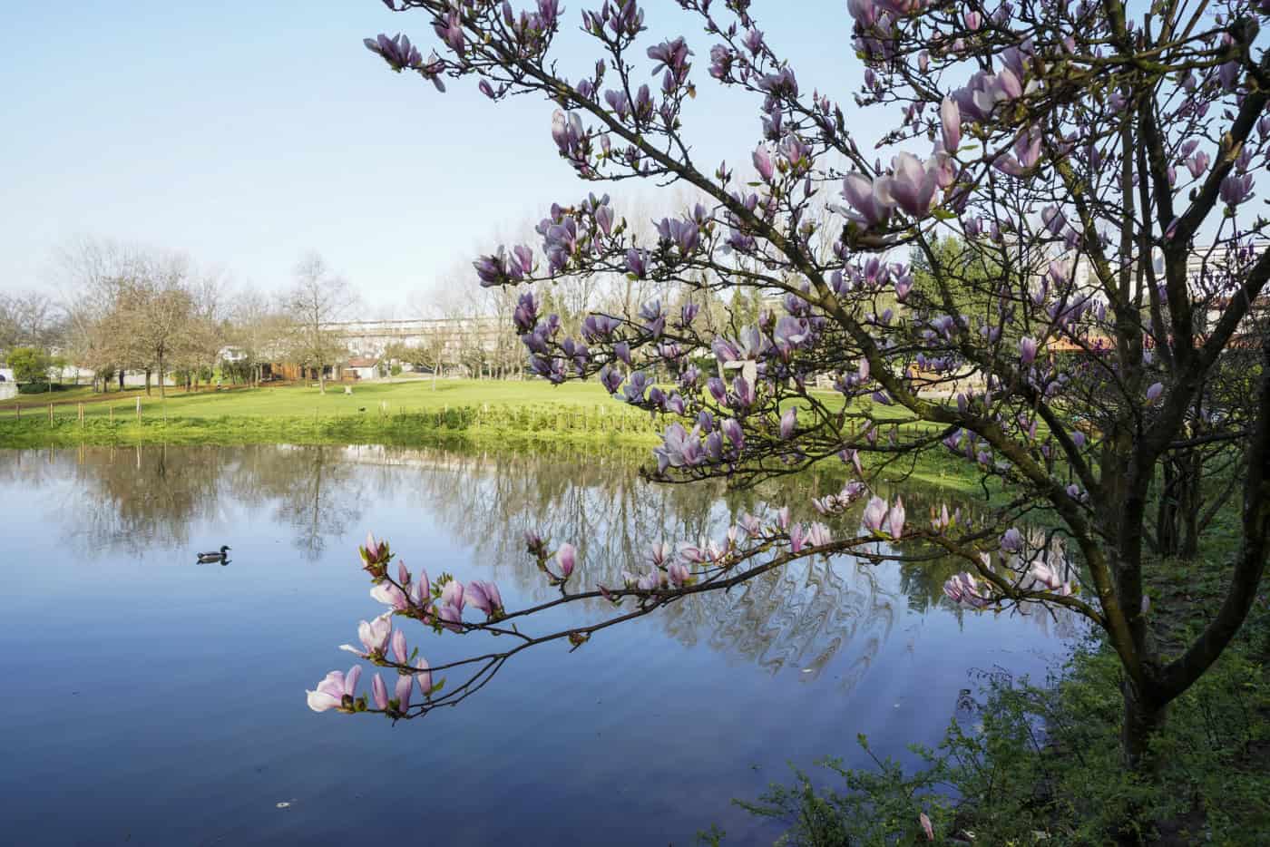Guimarães celebra Festa da Primavera no digital