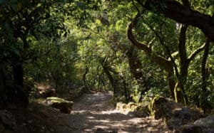 Portugueses "esgotam" 50 mil árvores em 24 horas