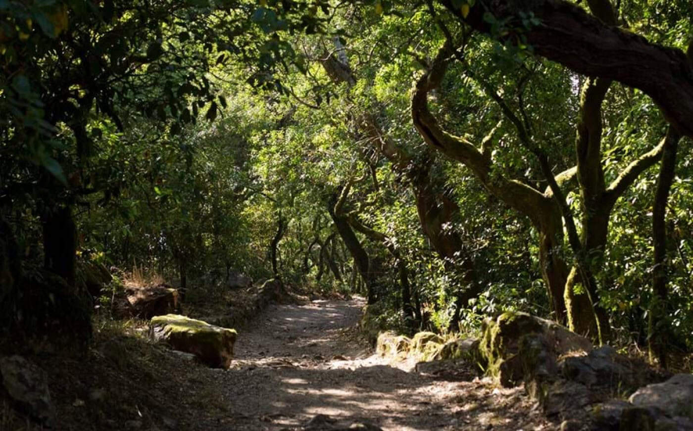 Portugueses "esgotam" 50 mil árvores em 24 horas
