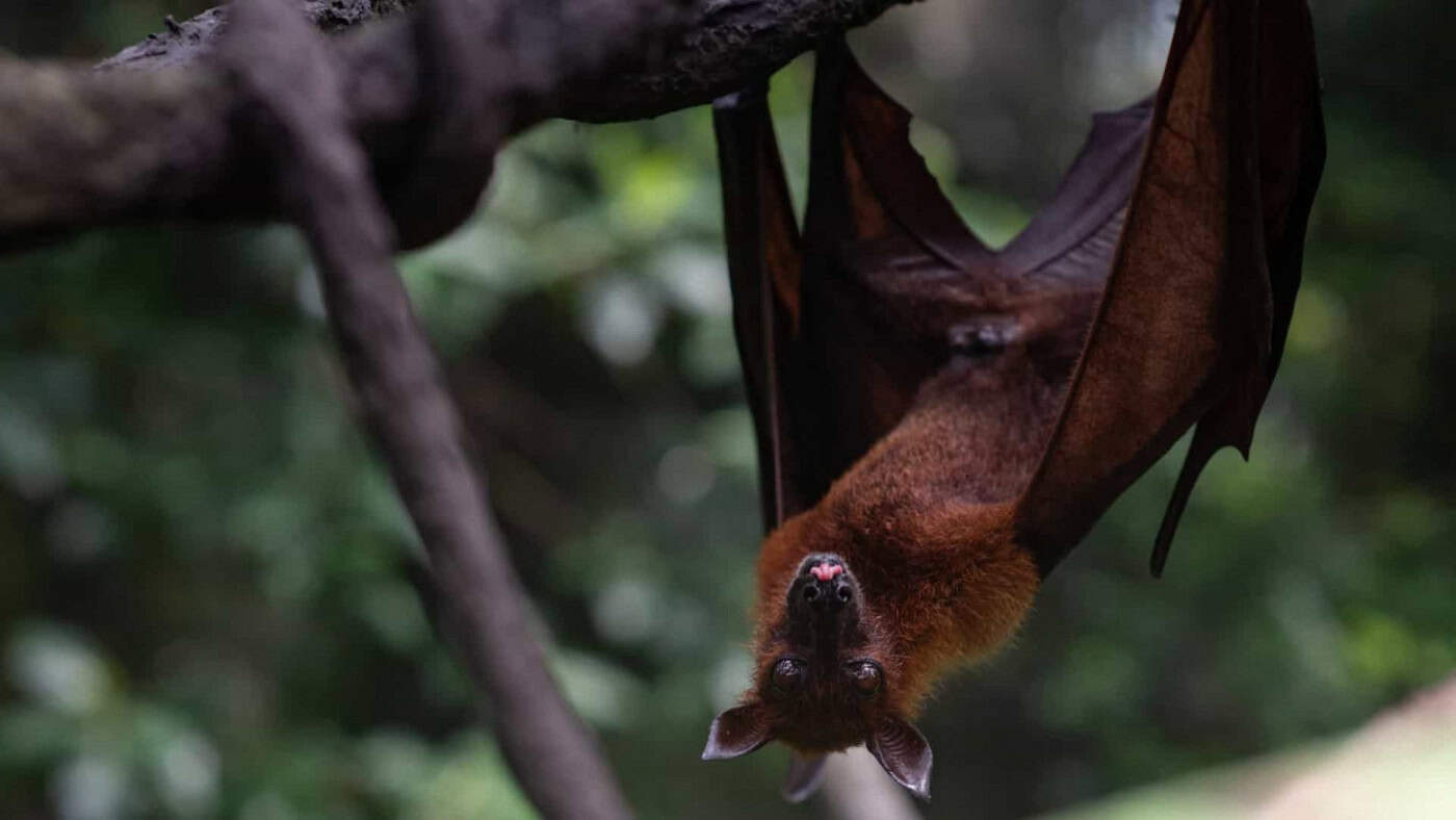 SARS-CoV-2 deverá ter passado de morcegos para humanos através de outro animal