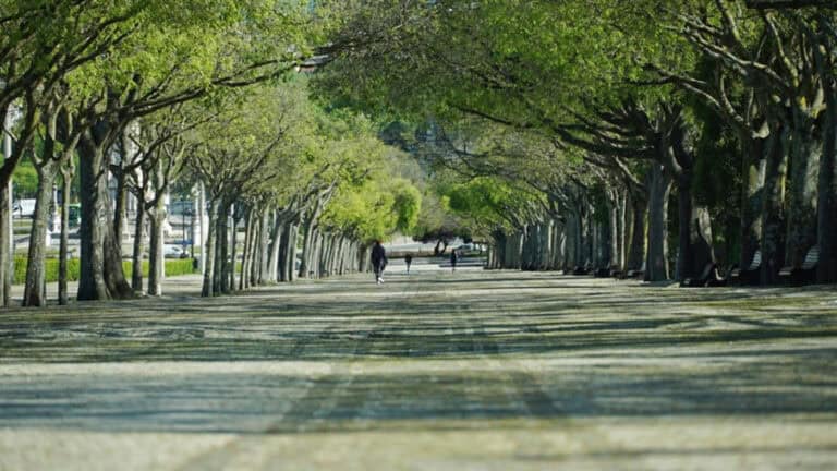 Covid-19. Óbitos em mínimos desde 3 de setembro