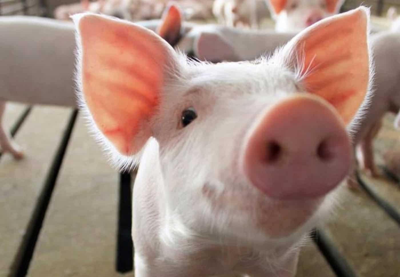 Exploração pecuária coloca população de Fradelos em "prisão domiciliária"