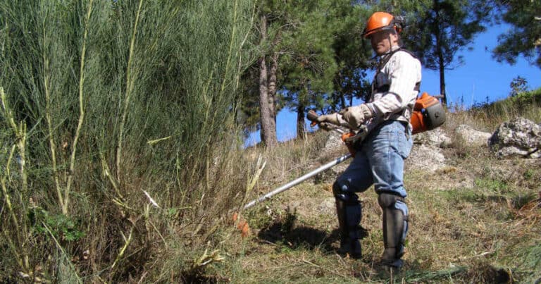 Incêndios. Guimarães é um dos concelhos com mais terrenos sem limpeza