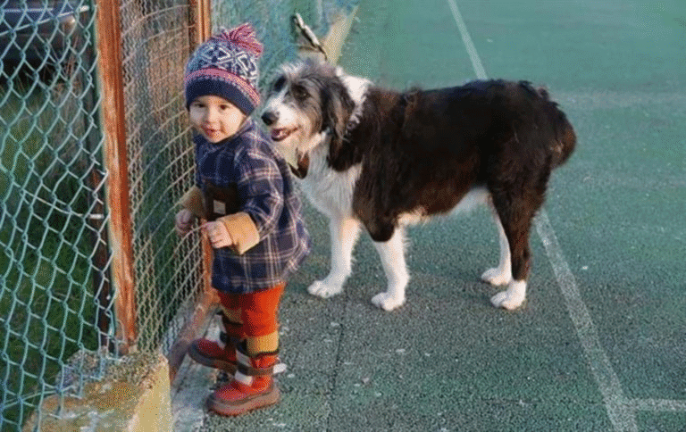 Encontrada com vida criança que estava desaparecida em Proença-a-Velha