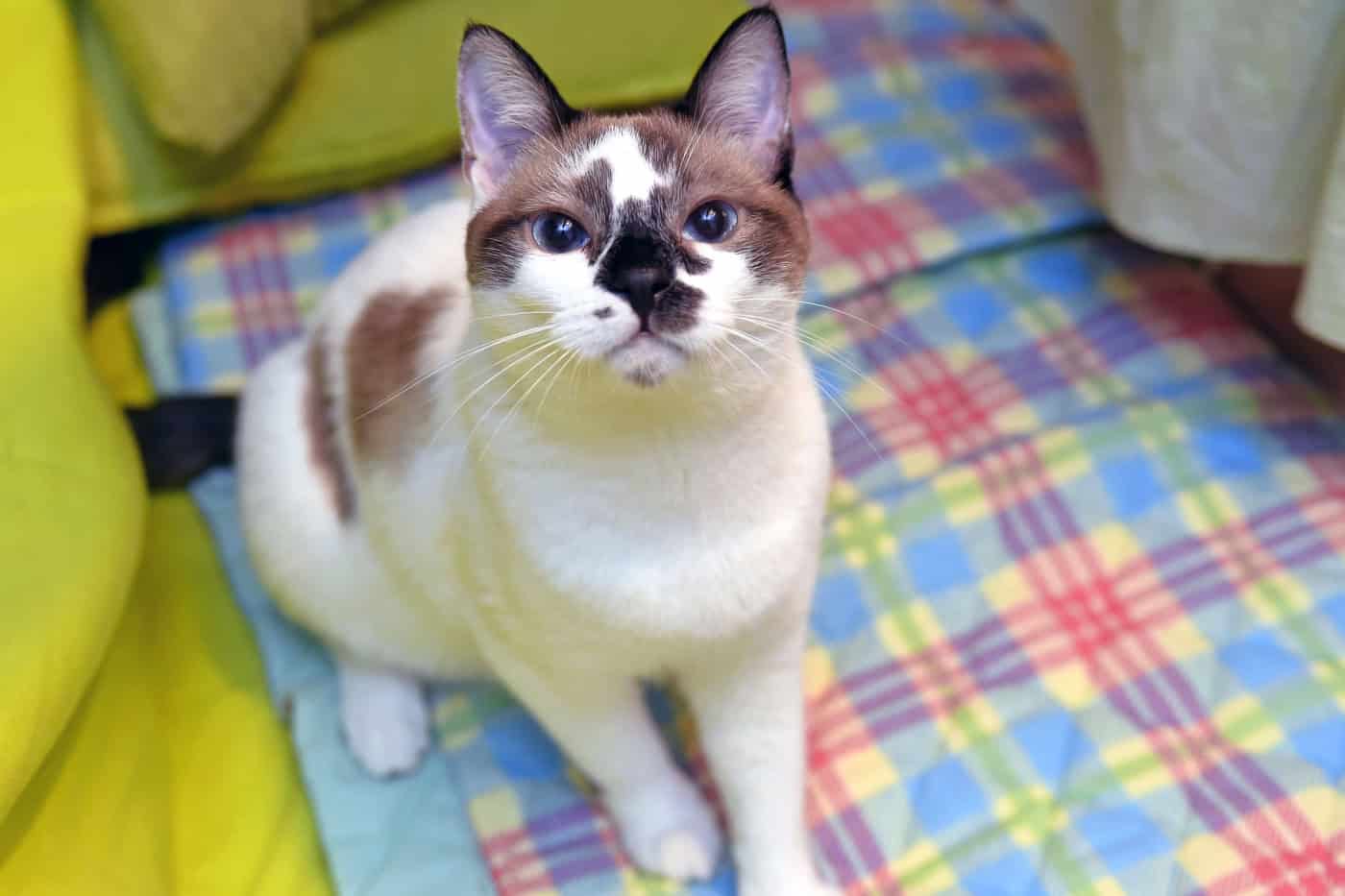 CM Braga aprova figura do Provedor do Animal; PS acusa executivo de “cooptar a ideia”