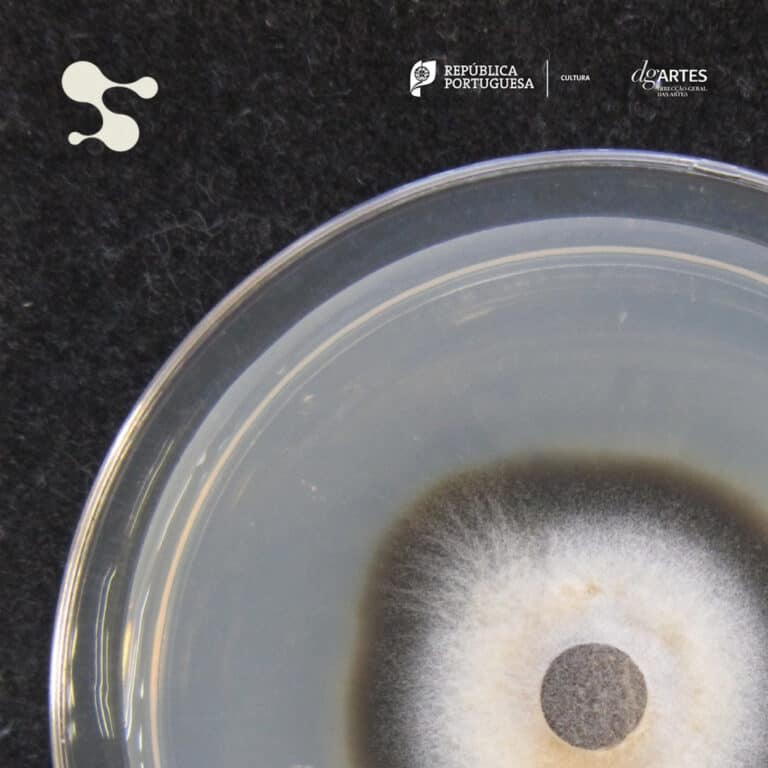 Investigadora da Universidade do Minho inspira performance apresentada em Barcelos