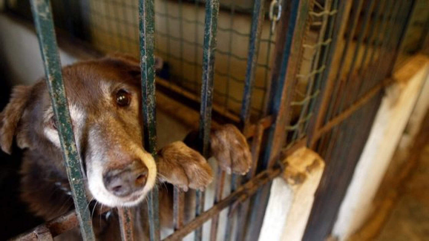 Governo lança apoios diretos no valor de 700 mil euros para associações zoófilas&nbsp;