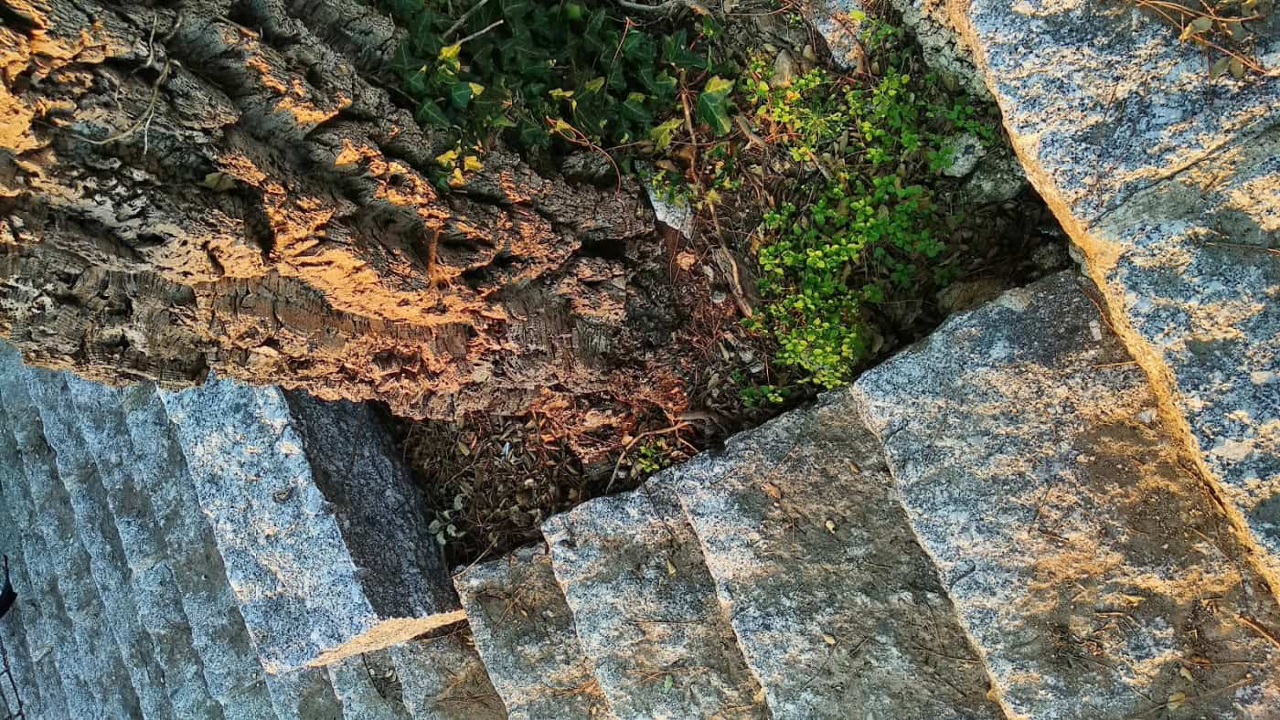 Cidadão denuncia “corte ilegal” de árvores no Parque das Camélias; CM Braga refuta acusações