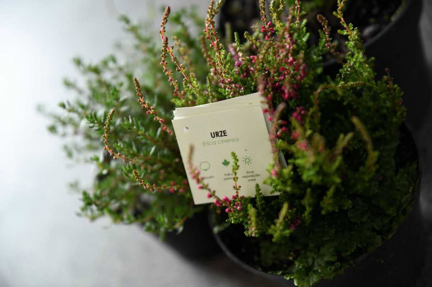 Famalicão oferece árvores aos munícipes