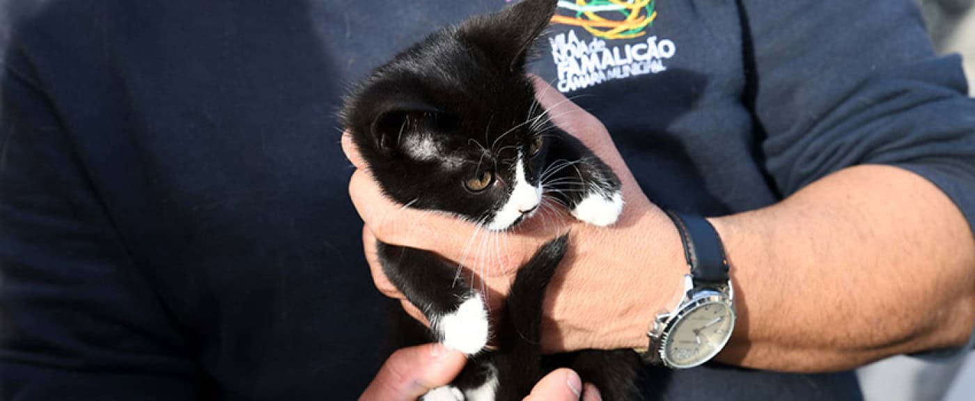Município de Famalicão disponibiliza 50 mil euros para cheques veterinários