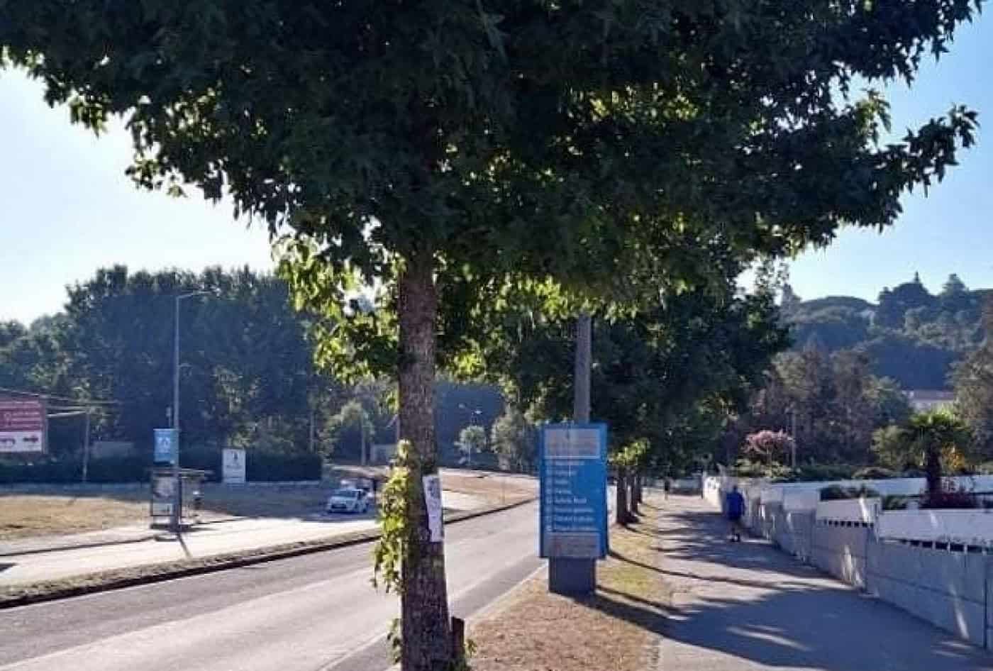 Movimento SOS Árvores quer Braga candidata a Capital Verde Europeia 2023