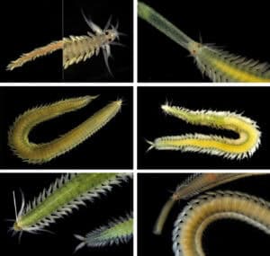 Investigadores da UMinho descobrem novas espécies de animais marinhos