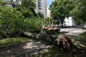 Câmara de Braga tem de indemnizar família de vítima mortal de queda de árvore&nbsp;