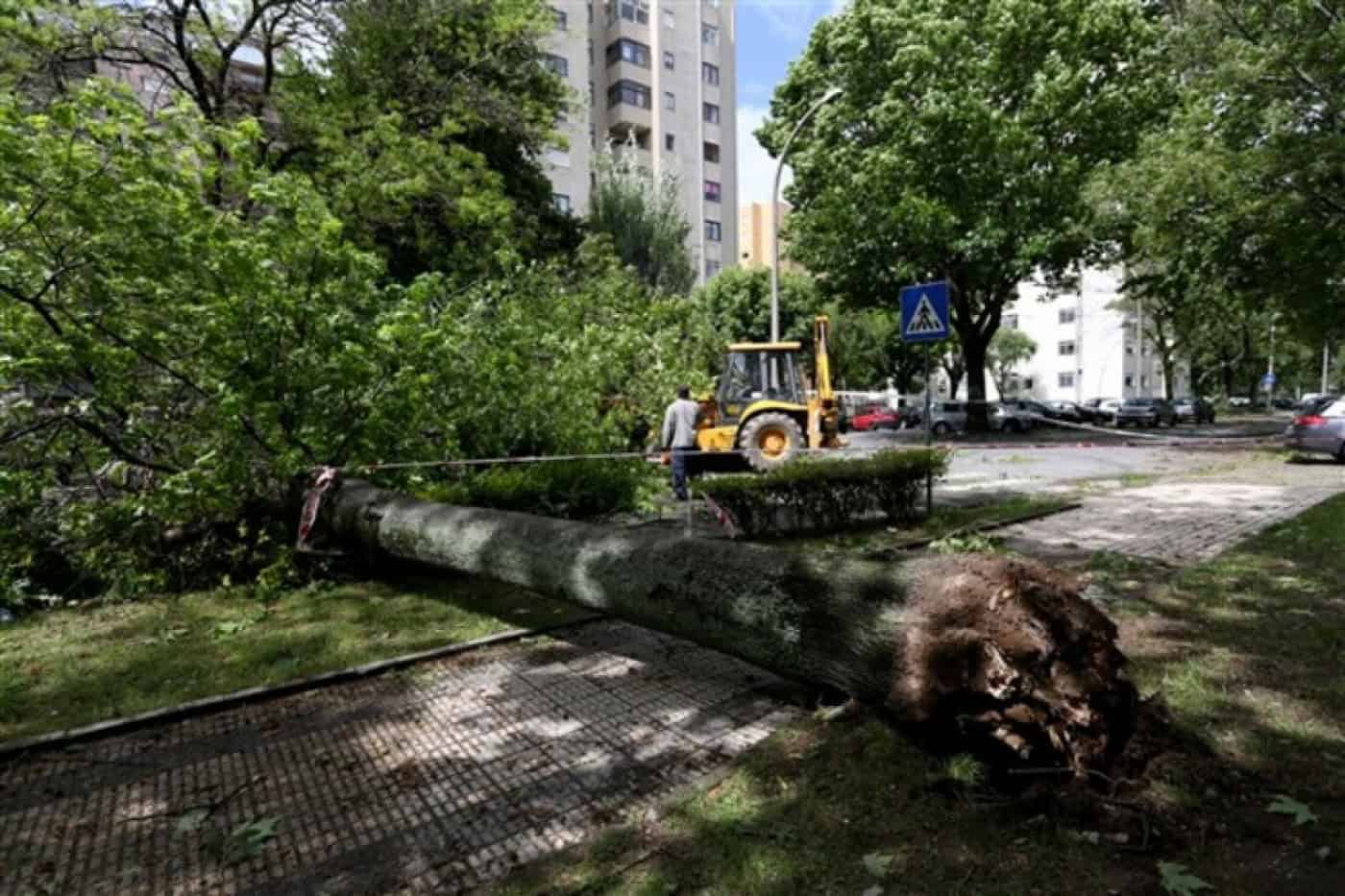 CMB não recorre e paga105 mil euros a família de vítima mortal de queda de árvore