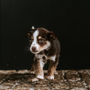 Braga continua sem Provedor do Animal um ano depois de aprovada a criação