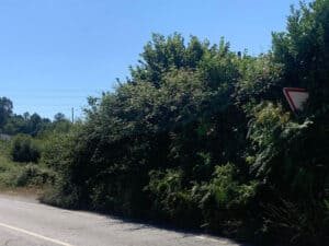 UF Crespos e Pousada alerta para falta de visibilidade na EN 205/4 e risco de incêndio