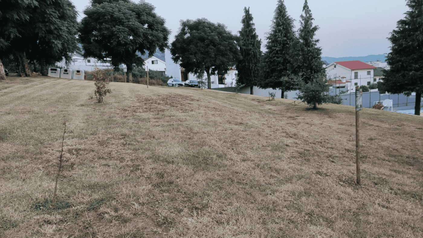 Morador de Nogueira denuncia arboricídio. Junta vai apurar responsabilidades