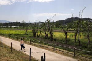 Projeto de intervenção na Veiga de Creixomil aprovado