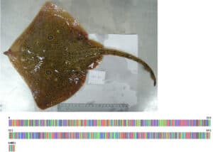 ONU reconhece projeto da UMinho para a Década do Oceano